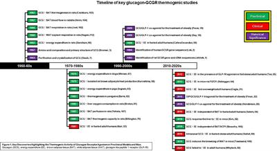 Is Glucagon Receptor Activation the Thermogenic Solution for Treating Obesity?
